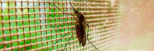 Комары в подвале — что делать и куда обращаться