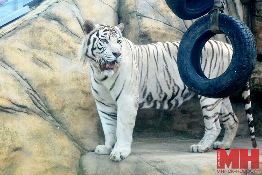 Кто сможет бесплатно посетить Минский зоопарк 23 февраля, и что для этого нужно