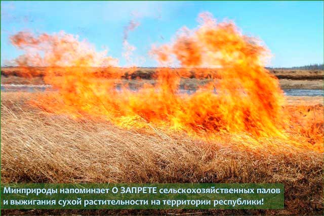 Выжигание травы – преступление против природы