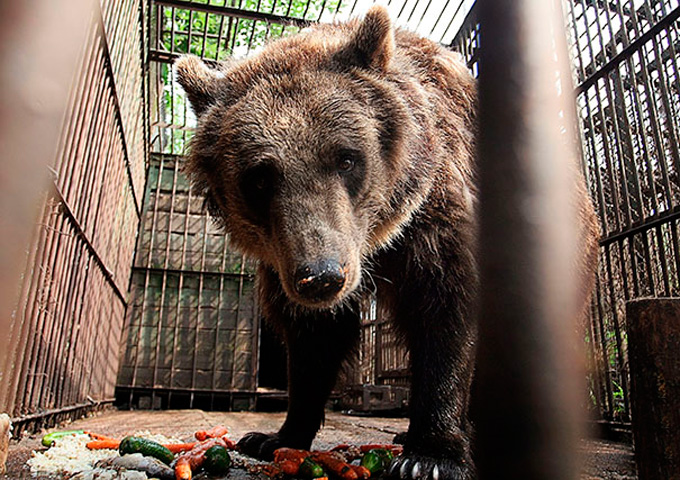Готовь берлогу летом: в Минском зоопарке встречают зимний сезон