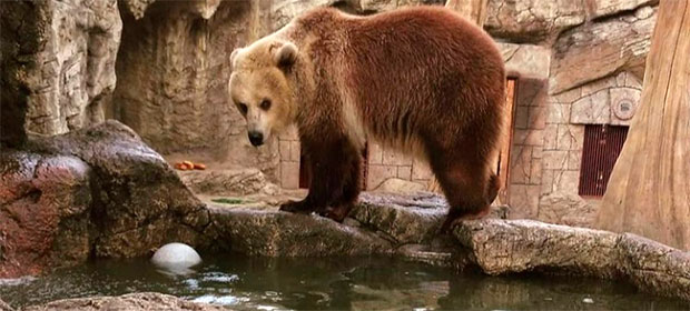 Дают специальное мороженое и устраивают душ. Как животным в Минском зоопарке помогают справиться с жарой.