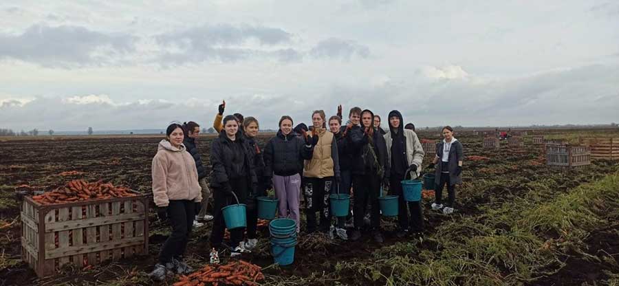 Студенты экономического университета помогают собирать урожай на морковных плантациях