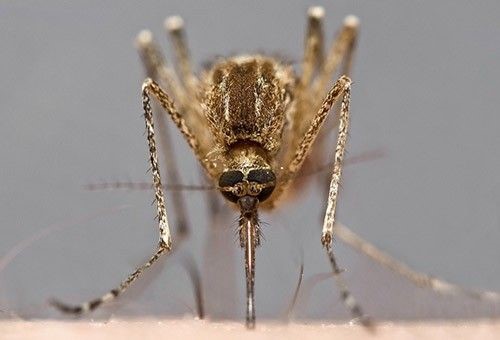 Комары в подвале — что делать и куда обращаться