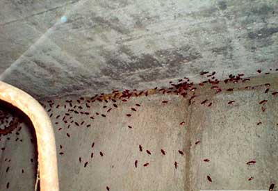 Скопление тараканов на бетонной стене